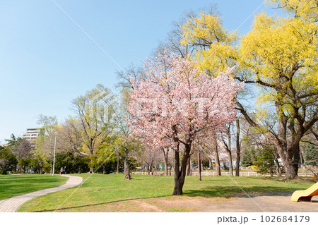 Nakajima park with cherry blossom at spring in Sapporo, Hokkaido, Japan Nakajima park with cherry blossom at spring in Sapporo, Hokkaido, Japan 102684179