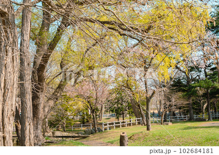 Spring of Nakajima park in Sapporo, Hokkaido, Japan 102684181