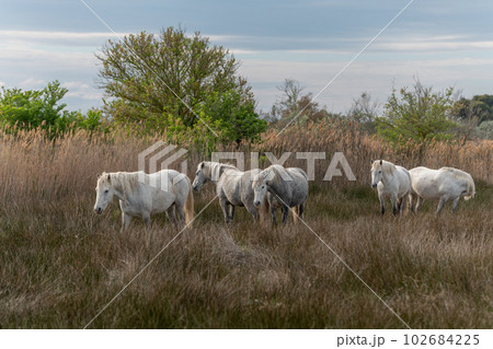 Camargue horses herd feeding in the marshes. Camargue horses herd feeding in the marshes. 102684225