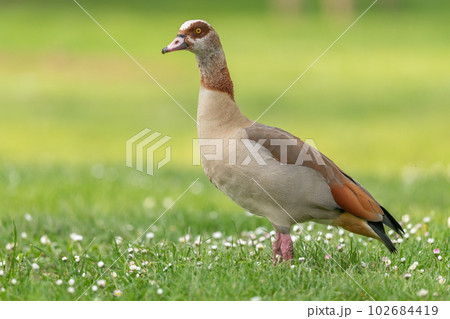 Egyptian goose (Alopochen aegyptiaca) at the edge of a river. 102684419