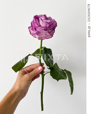 Womans hand holding wilted pink rose on a white background. 102684679