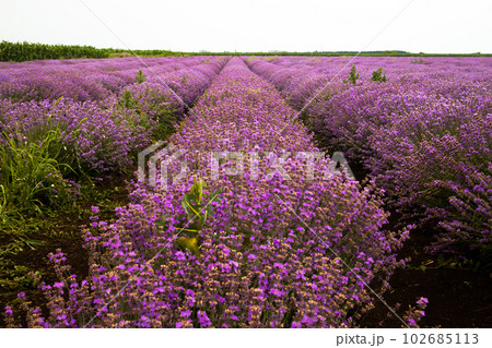 lavender field in the spring lavender field in the spring 102685113