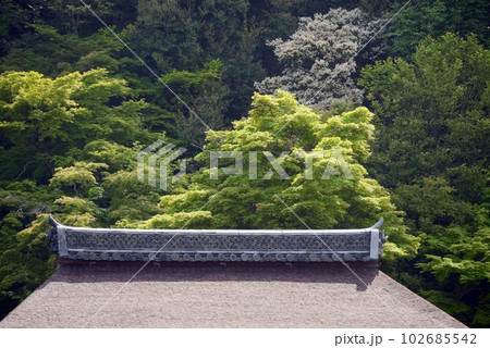 新緑の清水寺　奥の院と若葉　京都市東山区 102685542