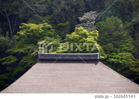 新緑の清水寺　奥の院と若葉　京都市東山区 102685543