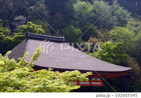 新緑の清水寺　奥の院と若葉　京都市東山区 102685545