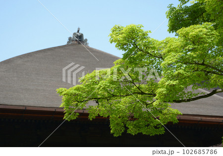 新緑の清水寺　本堂の屋根と若モミジ　京都市東山区 102685786
