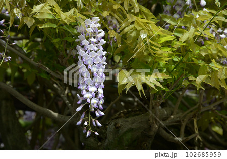 藤の花 藤の花 102685959