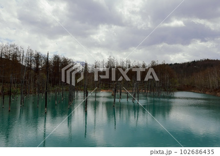 北海道　美瑛のの青い池 102686435