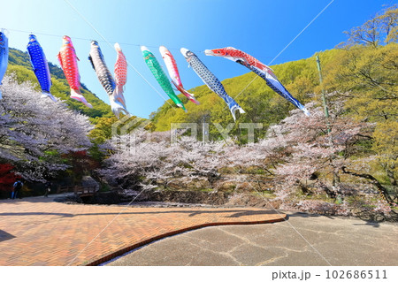 【香川県】春の不動の滝カントリーパーク（桜と鯉のぼり） 102686511