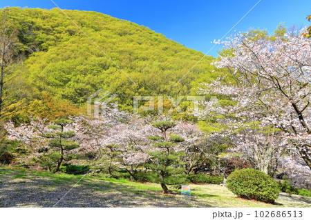 【香川県】桜咲く春の不動の滝カントリーパーク 【香川県】桜咲く春の不動の滝カントリーパーク 102686513