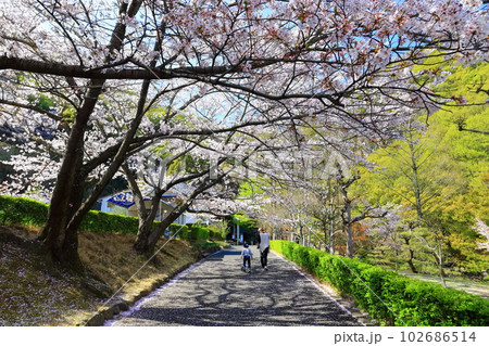【香川県】桜咲く春の不動の滝カントリーパーク 【香川県】桜咲く春の不動の滝カントリーパーク 102686514