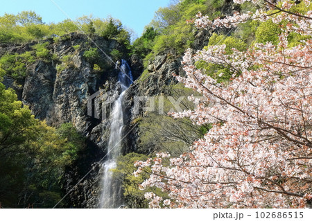 【香川県】桜咲く春の不動の滝カントリーパーク 102686515