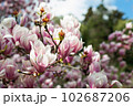 Sprouts of magnolia tree on background of blue sky, during spring period. Budded branch with pink flowers in bloom season. 102687206