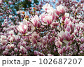 Sprouts of magnolia tree on background of blue sky, during spring period. Budded branch with pink flowers in bloom season. 102687207