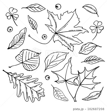Line art set of autumn leaves, outline collection. nature doodle 102687208