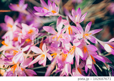 Purple crocus flowers in spring. High quality photo. Purple crocus flowers in spring. High quality photo. 102687671