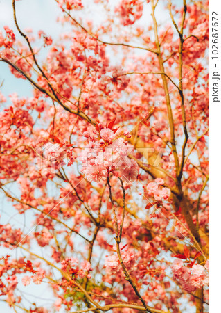 Branches of blossoming cherry on gentle light blue sky background in sunlight 102687672