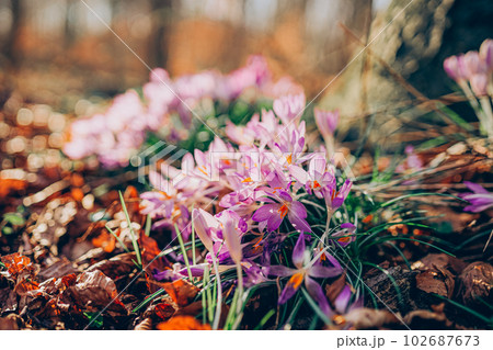 Purple crocus flowers in spring. High quality photo. 102687673