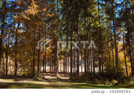 forest glade in sunny autumn day. forest glade in sunny autumn day. 102688583