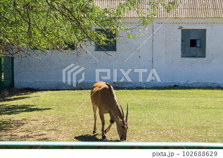 The common eland grazing, It is one of the largest antelopes 102688629