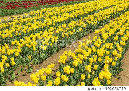 Large field of yellow colored tulip flowers Large field of yellow colored tulip flowers 102688750