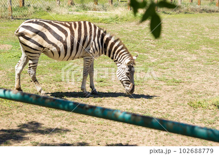 Zebra African herbivore animal grazing on the steppe grass 102688779