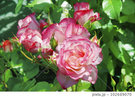 薔薇はピンク色で初夏の光を浴び華々しく蕾を従え、花びらは白からピンクへのグラデーションも魅惑的 薔薇はピンク色で初夏の光を浴び華々しく蕾を従え、花びらは白からピンクへのグラデーションも魅惑的 102689070