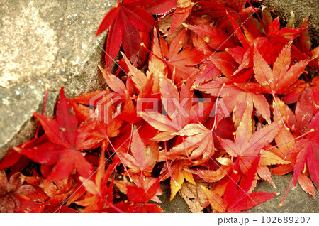 いつか見た落ち葉 102689207
