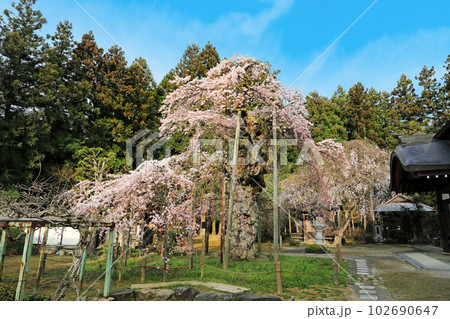 福島県の桜・・・愛蔵寺の護摩桜 102690647