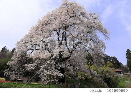 福島県の桜・・秋山の駒桜 102690699