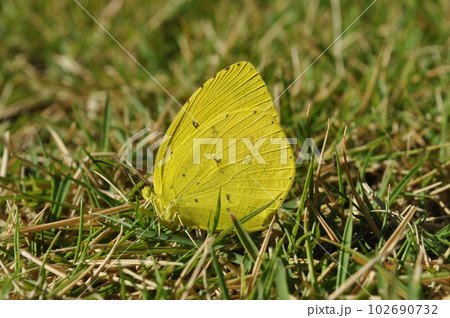 キチョウ キチョウ 102690732