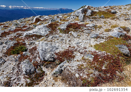 中央アルプス・島田娘稜線の草紅葉と御嶽の眺め 102691354