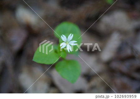 ミヤマハコベ ミヤマハコベ 102693959