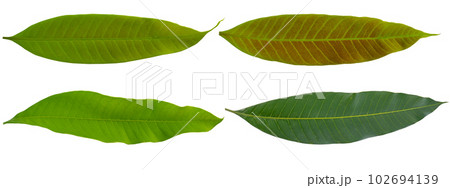 Green mango leaf isolated on white background. 102694139