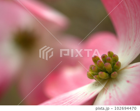 4月に咲いたピンク色の花水木(ハナミズキ)の花 4月に咲いたピンク色の花水木(ハナミズキ)の花 102694470