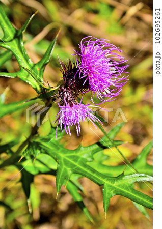 道志山塊の大平山 トネアザミ 道志山塊の大平山 トネアザミ 102695261