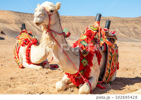 Harnessed riding camels resting in the desert, Al Ula, Saudi Arabia Harnessed riding camels resting in the desert, Al Ula, Saudi Arabia 102695428