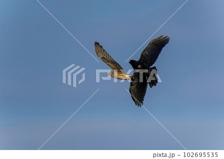 青空バックにカラスとバトルするハイイロチュウヒ メス 青空バックにカラスとバトルするハイイロチュウヒ メス 102695535