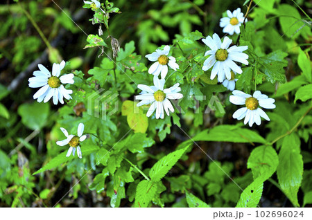 道志山塊の石割山 リュウノウギク 道志山塊の石割山 リュウノウギク 102696024
