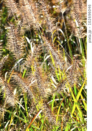 道志山塊の平尾山 ムラサキエノコログサ 道志山塊の平尾山 ムラサキエノコログサ 102696046
