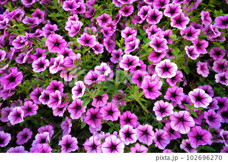 Bright pink petunia flowers for a background Bright pink petunia flowers for a background 102696270