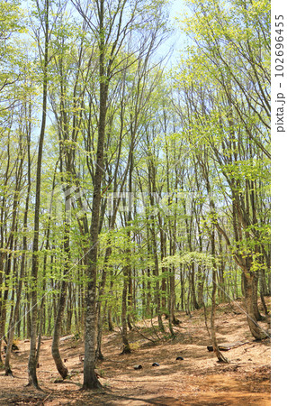 5月の白馬岩岳マウンテンリゾート　ブナの森 102696455