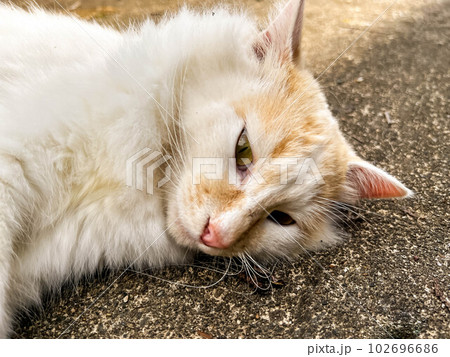 秋の日向ぼっこ 秋の日向ぼっこ 102696686