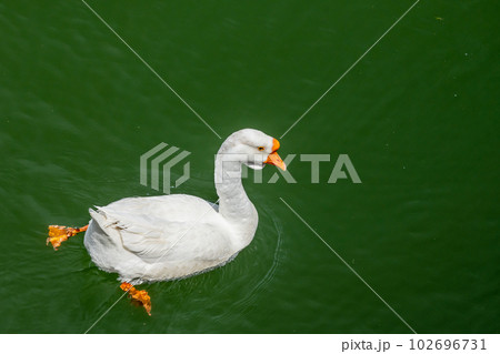 琵琶湖大津港のガチョウ 102696731