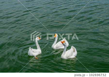 琵琶湖大津港のガチョウ 102696732