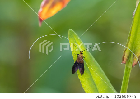 クロハネシロヒゲナガ クロハネシロヒゲナガ 102696748