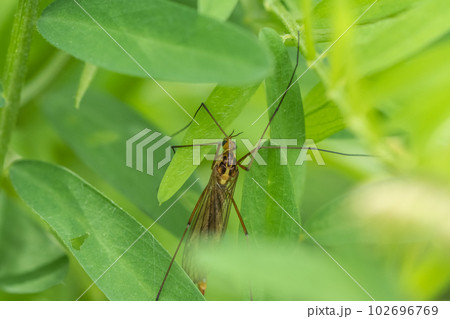 キイロホソガガンボ キイロホソガガンボ 102696769