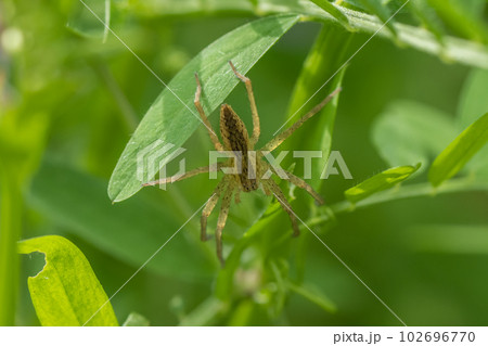 イオウイロハシリグモ イオウイロハシリグモ 102696770
