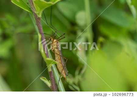 キイロホソガガンボ キイロホソガガンボ 102696773