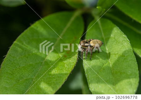 ハエトリグモ（ネコハエトリ） 102696778